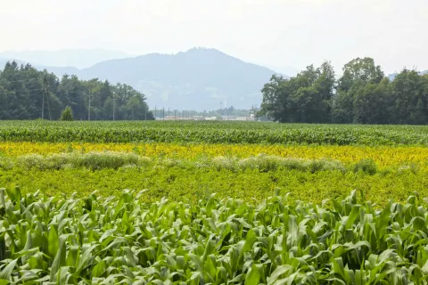 Namakalnega sistema, ki bi v vaseh Trboje, Žerjavka in Prebačevo omogočal namakanje dobrih dvesto hektarjev kmetijskih zemlji&scaron;č, Občina &Scaron;enčur za zdaj ne bo gradila. / Foto: Tina Dokl