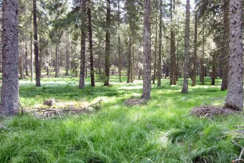"Zeleno, ki te ljubim zeleno&nbsp;...,"&nbsp;... globoko v pohorskih gozdovih. / Foto: 