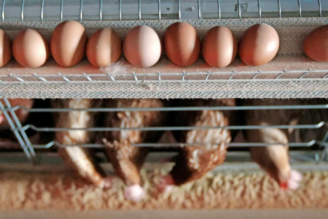 Hrana je človekova pravica