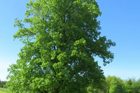 naj drevo / Foto: Arhiv Gtz