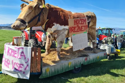 Krava, ki hoče preživeti, kot simbol protestnikov, ki tudi hočejo preživeti / Foto: Cveto Zaplotnik