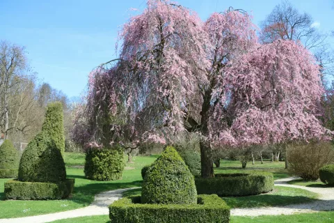arboretum volčji potok, okrasna češnja / Foto: Alenka Brun