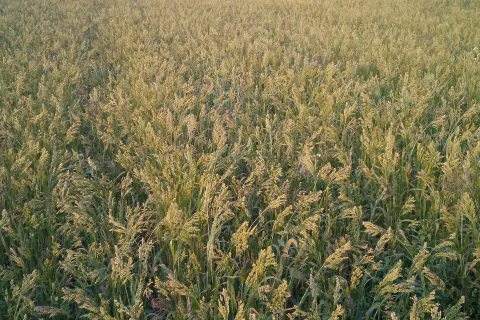 Njiva prosa na ekolo&scaron;ki kmetiji Kozina v Čirčah / Foto: Arhiv Kmetije Kozina