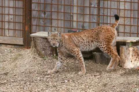 Ris Lukaš, novi prebivalec gorenjskih gozdov / Foto: Simon M. Pintar, Life Lynx