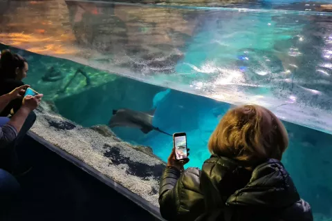 carigrad, istanbul akvarij / Foto: Alenka Brun