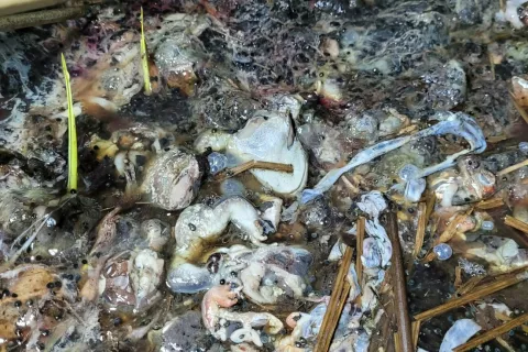 Žabjih trupelc je bilo za celo samokolnico. / Foto: Zala Prevor&scaron;ek