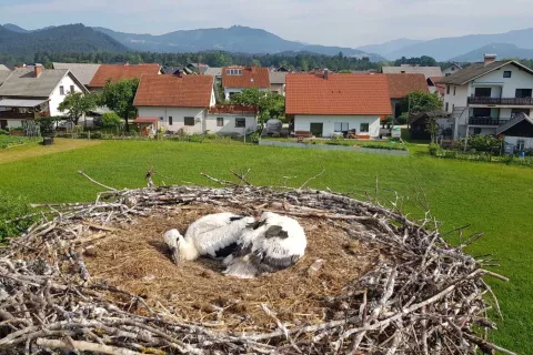 Mladiča &scaron;torkelj v &Scaron;utni so odpeljali v oskrbo v azil za prostoživeče živali na Muti. / Foto: Du&scaron;an Dimnik