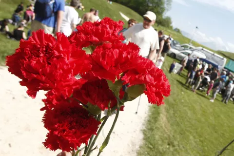 rdeči nagelj simbol praznik dela 1. maj cvet delavci / Foto: Gorazd Kavčič