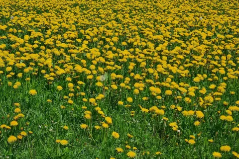 Eden od »rumenih travnikov« v okolici Kranja / Foto: Cveto Zaplotnik
