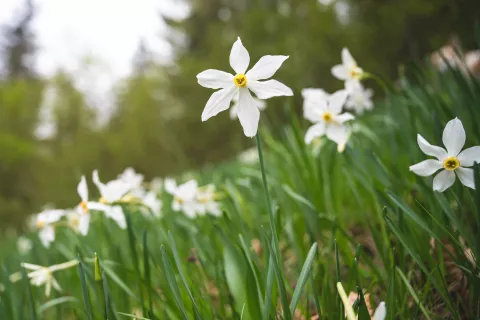 V nižjih legah so se narcise že razcvetele, na pobočjih Golice pa je najlepše cvetenje pričakovati v prihodnjih tednih. / Foto: Nik Bertoncelj