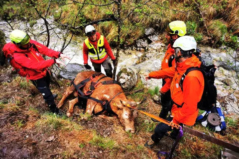 reševanja bika iz tolmuna Davča GRS Škofja Loka / Foto: Grs Škofja Loka