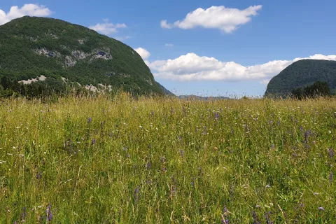 Če včasih nismo opazili cvetočih travnikov, jih danes, po sedemnajstih letih prirejanja festivala cvetja, zagotovo vidimo, ugotavljajo v Bohinju.