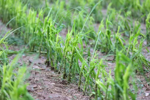 neurje toča dež poplava poplave uničen pridelek kmetije uničeni pridelki Duplje / Foto: Tina Dokl