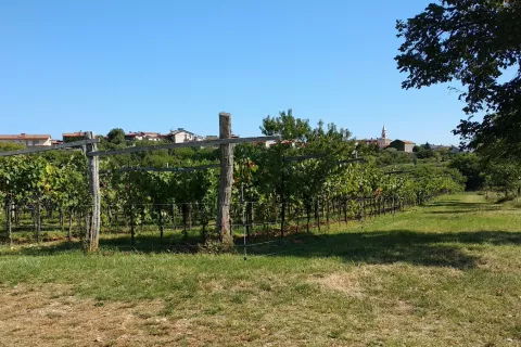 Vinograd na Krasu in Pliskovica v ozadju<br><br><br><br><br><br>Podpis k sliki (Slovenija_3_slika_2.jpg):<br><br>Slika 2: Relive video z označeno točko, kjer je posneta fotografija / Foto: Slavko Zupanc / Foto: Foto: Slavko Zupanc