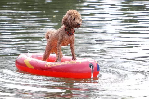 Poskrbimo, da bodo tudi živali deležne primernega laj&scaron;anja toplotnih obremenitev. / Foto: Tina Dokl