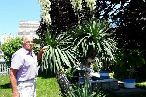 Franci Kuralt ob cvetoči palmi na domačem vrtu / Foto: Janez Kuhar