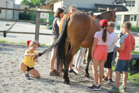 Da je konj lep, zdrav in urejen, sta nujna tudi lepo počesana griva in rep, nekateri srečneži pa so deležni tudi pletenja kitk. / Foto: Tina Dokl