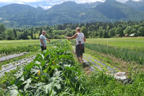 Zelenjavna njiva v Spodnji Bohinjski dolini