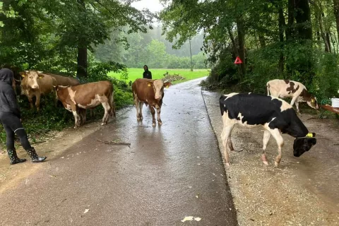 Krave so na varnem / Foto: Irena Jezeršek