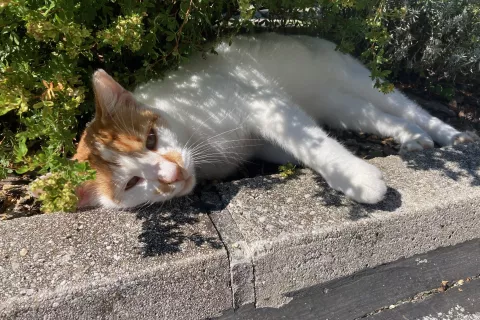 Prvotno je predlog zakona vseboval tudi obvezno čipiranje mačk, a so člani odbora s sprejetimi dopolnili to ureditev iz zakona umaknili. / Foto: Nika Topori&scaron;