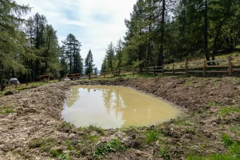 Obnovljeni kal na planini Konjščica, za katerega skrbi Agrarna skupnost Srednja vas iz Bohinja / Foto: Vesna Stanić, TNP