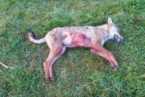 Odstreljeni volk na pašniku v bližini Krnice <br> / Foto: Zgs-oe Bled