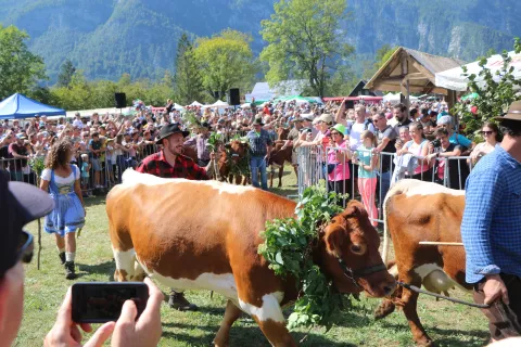 Kravji bal Bohinj 2023 / Foto: Alenka Brun