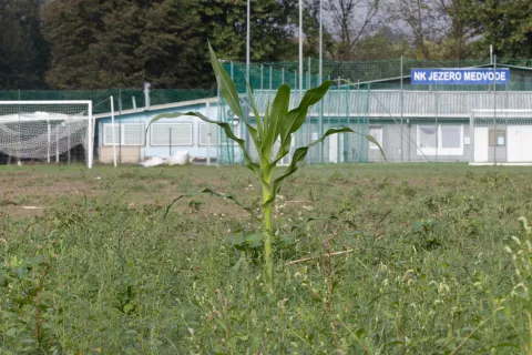 Na nogometno igrišče v Medvodah je Sora naplavila ogromno blata, iz katerega je zrasla celo koruza. Igrišče ni v uporabi. / Foto: Peter Košenina