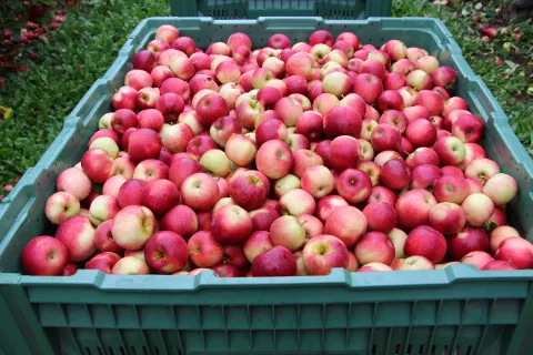 Na Gorenjskem pridelana jabolka so cenjena tudi zaradi barve, kar je posledica vi&scaron;jih razlik med dnevno in nočno temperaturo. / Foto: Cveto Zaplotnik