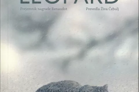 Snežni leopard / Foto: Miha Naglič