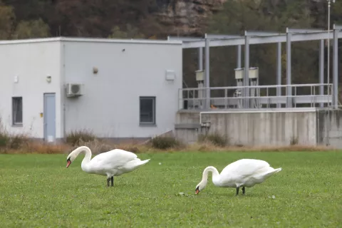 novinarska konferenca podjetje Komunala Kranj nov 23 laboda / Foto: Gorazd Kavčič