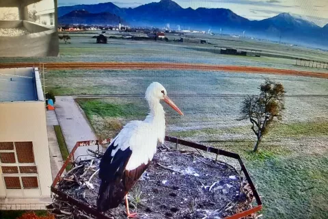 Bela &scaron;torklja v gnezdu pri &scaron;oli v Žabnici ni ena od tistih, ki so tam bivale leto&scaron;nje poletje. / Foto: Sa&scaron;a Porenta