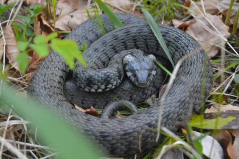 Belou&scaron;ka, ki je bila re&scaron;ena iz požarnega bazena in izpu&scaron;čena nazaj v naravo / Foto: arhiv Davorja Rosa