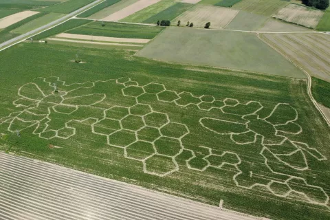 Koruzni labirint v Kranju ima čebeljo tematiko. / Foto: Arhiv Zavoda V naravo