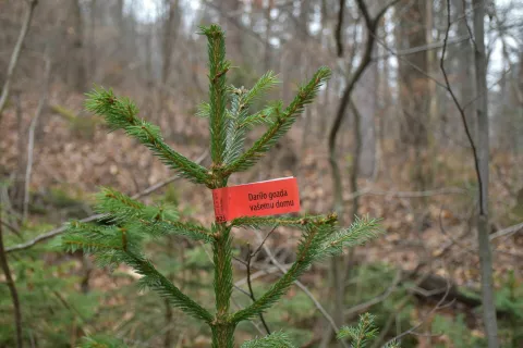 Novoletna drevesca iz slovenskih gozdov so letos označena z rdečo nalepko. / Foto: arhiv Zavoda za gozdove