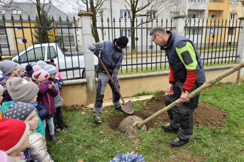 V vrtcu Čebelica bo odslej za senco skrbel poljski javor. / Foto: Arhiv Vrtca