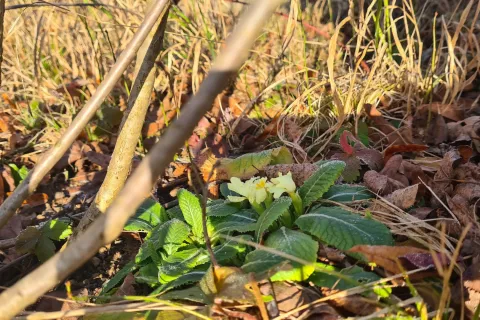 V letošnji mili zimi so na plan pokukale trobentice. / Foto: Marjana Ahačič