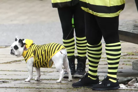 pustne maske pustna parada maškare center občina Radovljica slabo vreme dež kurent korant pust širokih ust pusta hrusta / Foto: Gorazd Kavčič