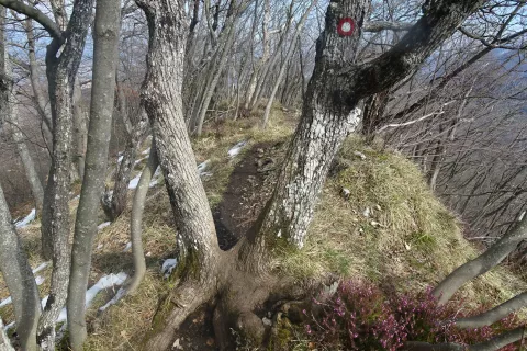 Sestopna pot na drugo stran, ki nas bo pripeljala na križi&scaron;če, kjer smo pri vzponu zavili proti Andrejevi poti. / Foto: Jelena Justin