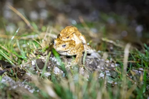 Foto: Primož Pičulin