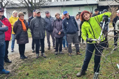 Vodja sadovnjaka Tatjana Zupan med praktičnim prikazom obrezovanja jablane / Foto: Cveto Zaplotnik