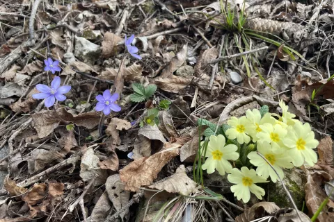 trobentice vijolice pomlad vremenske spremembe vaš razgled 24 020 / Foto: Gorazd Kavčič