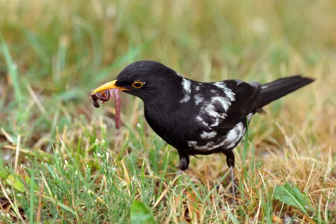 Črno-beli kos je nosil hrano v gnezdo, od koder je kasneje odletel en sam mladič, povsem normalno črno obarvan. / Foto: Boris Kozinc