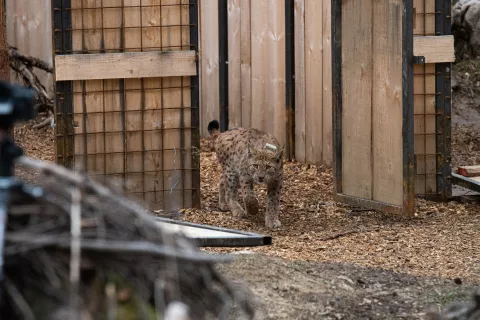 Takole so pred tremi leti iz obore na Pokljuki v gorenjske gozdove izpustili enega od risov, ki so jih k nam preselili iz Slovaške. / Foto: Gorazd Kavčič