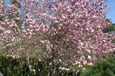 V pomladnem času marsikateri gorenjski vrt krasi cvetoče drevo. / Foto: Mirjam Pavlič