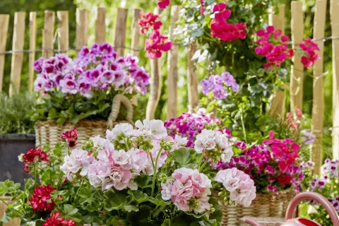 Preprosto cvetno razkošje / Foto: Pelargonije Za Evropo