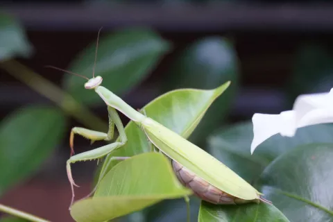 Bogomolka / Foto: Jurij Kurillo