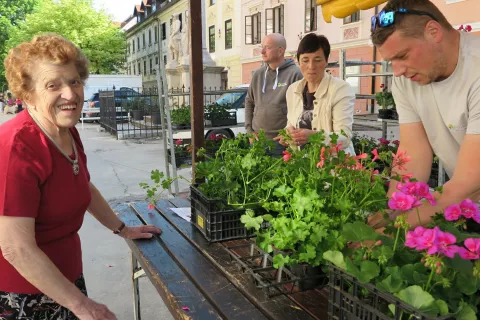 Tilka Bernik iz Klobovsove ulice z veseljem vsako leto pride po rože, s katerimi okrasi okno.