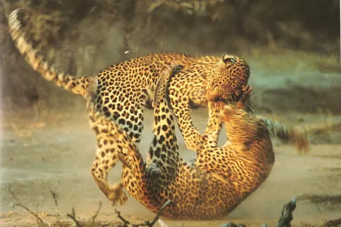 Boj leopardk. Rihard du Toit, Južna Afrika 1995 / Foto: iz knjige Svetloba na zemlji