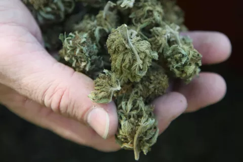 kmetovalec pridelovalec olja iz konoplje Matej Rozman Jama NaturaGood industrijska konoplja / Foto: Gorazd Kavčič